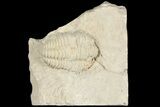 Calymene Celebra Trilobite - Ohio #188825-2